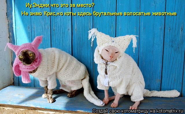 Котоматрица: Иу,Энджи,что это за место? Не знаю Крис,но коты здесь брутальные волосатые животные
