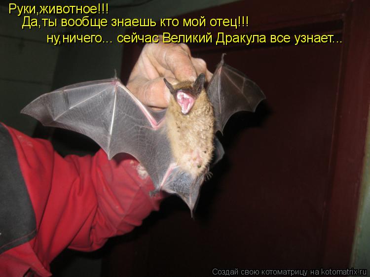 Котоматрица: Руки,животное!!! Да,ты вообще знаешь кто мой отец!!! ну,ничего... сейчас Великий Дракула все узнает...
