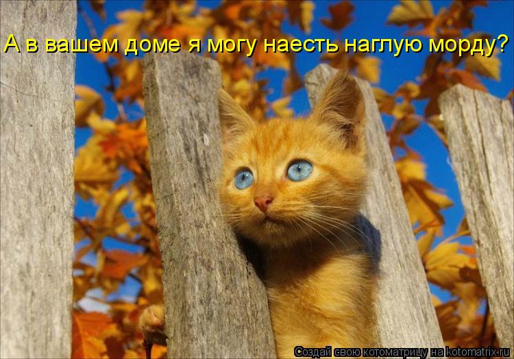 А в вашем доме я могу наесть наглую морду?... Котоматрица: А в вашем доме я могу наесть наглую морду?