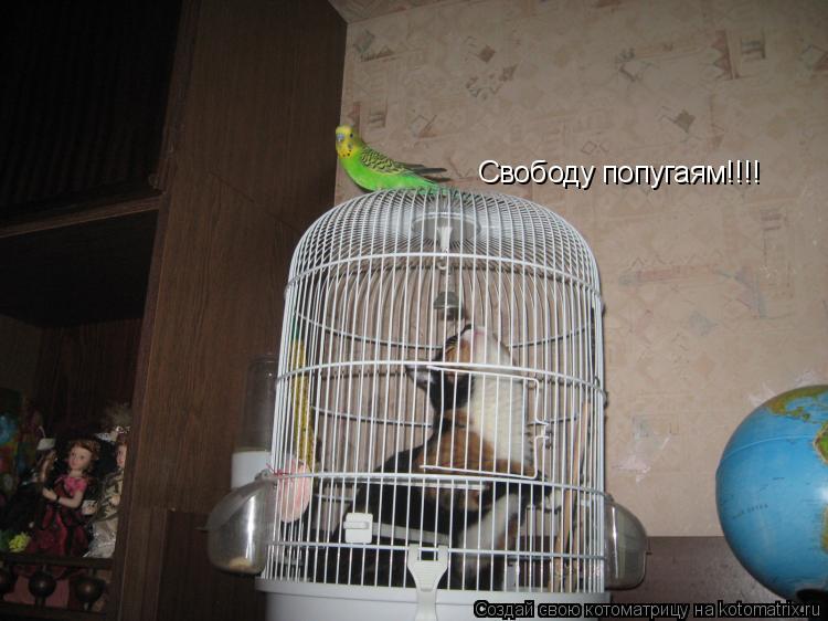 Котоматрица: Свободу попугаям!!!!