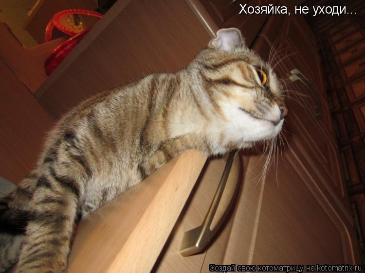 Котоматрица: Хозяйка, не уходи...