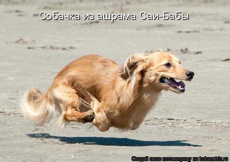 Котоматрица: Собачка из ашрама Саи-Бабы