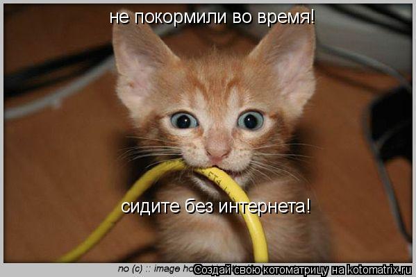 Котоматрица: не покормили во время! сидите без интернета!
