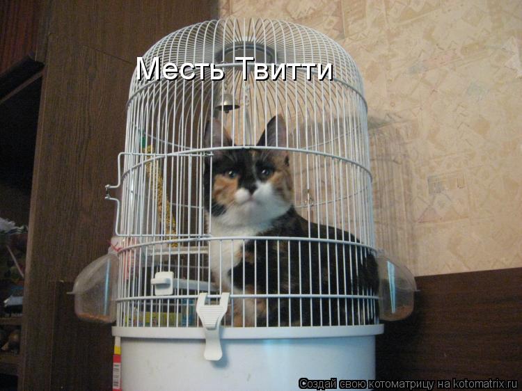 Месть Твитти... Котоматрица: Месть Твитти