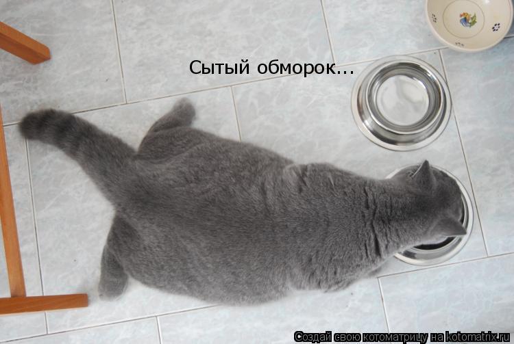 Сытый обморок...... Котоматрица: Сытый обморок...