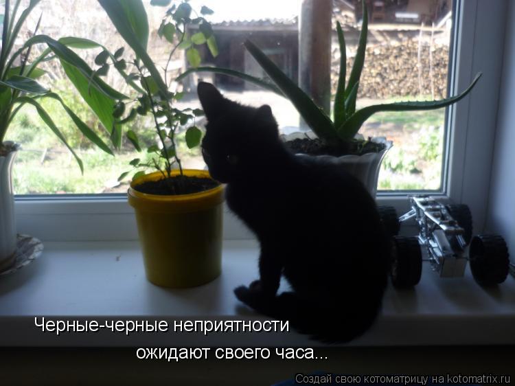 Котоматрица: Черные-черные неприятности ожидают своего часа...
