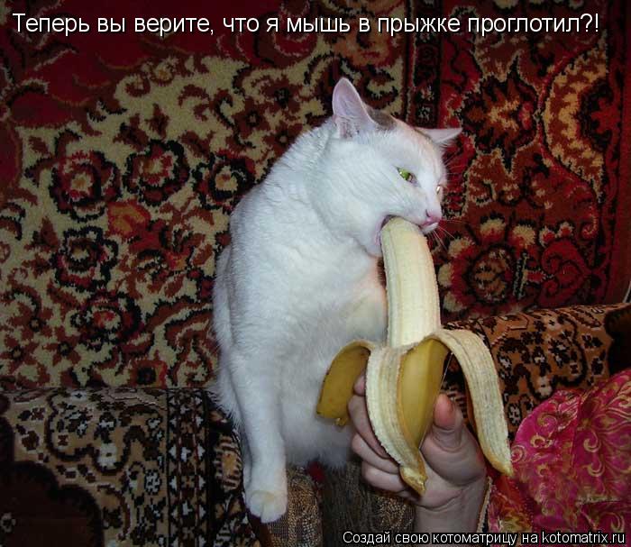 Теперь вы верите, что я мышь в прыжке проглотил?!... Котоматрица: Теперь вы верите, что я мышь в прыжке проглотил?!