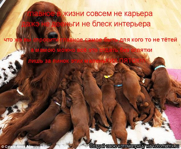 Котоматрица: главное в жизни совсем не карьера дажэ не дееньги не блеск интерьера что жэ вы спросити главное самое быть для кого то не тётей  а мамою можн