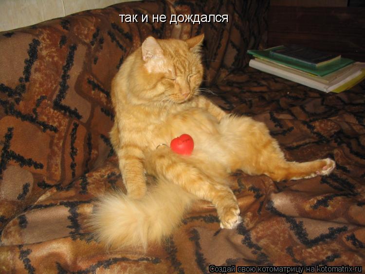 Котоматрица: так и не дождался