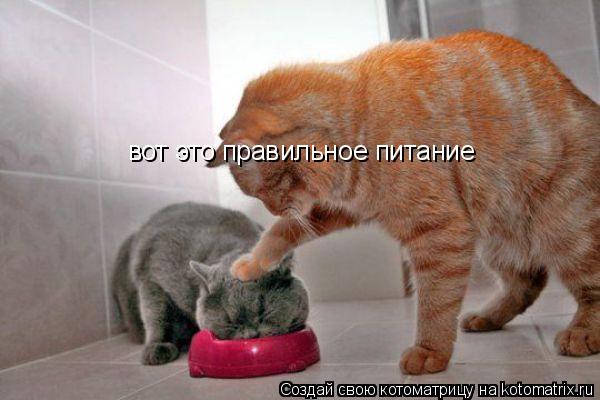 вот это правильное питание... Котоматрица: вот это правильное питание