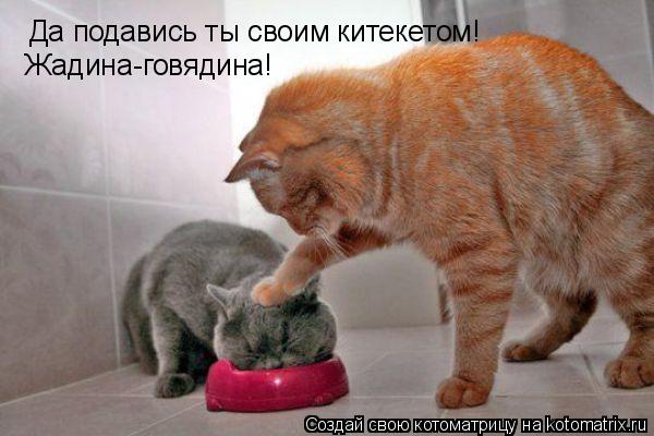 Котоматрица: Да подавись ты своим китекетом! Жадина-говядина!