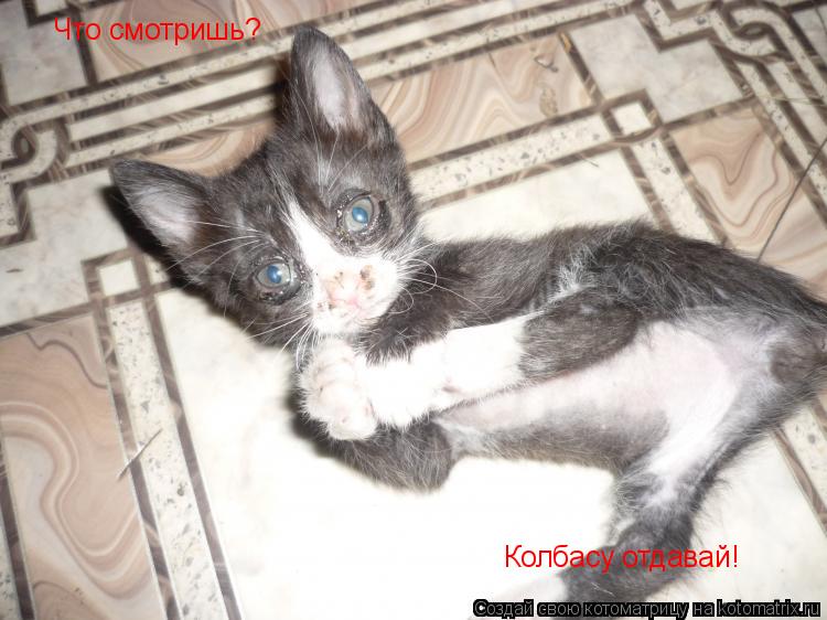 Котоматрица: Что смотришь? Колбасу отдавай!