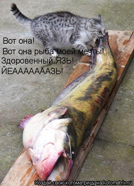 Котоматрица: Вот она! Вот она рыба моей мечты! Здоровенный ЯЗЬ! ЙЕАААААААЗЬ!