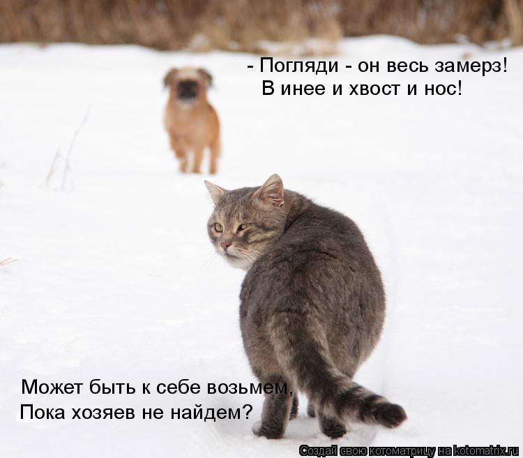 Пока хозяев не найдем? - Погляди - он весь замерз! В инее и хвост и нос! Может быть к себе возьмем,... Котоматрица: Пока хозяев не найдем? - Погляди - он весь замерз! В инее и хвост и нос! Может быть к себе возьмем,