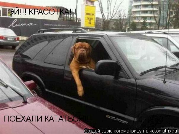 Котоматрица: ЭЙ!!! КРАСОТКА!!! ПОЕХАЛИ КАТАТЬСЯ!!!