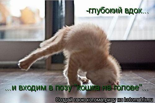 -глубокий вдох... ...и входим в позу "кошка на голове"...... Котоматрица: -глубокий вдох... ...и входим в позу "кошка на голове"...