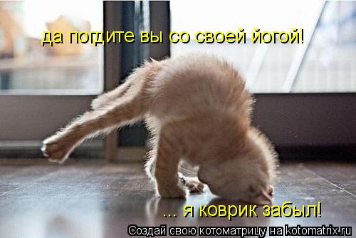 Котоматрица: да погдите вы со своей йогой! ... я коврик забыл!