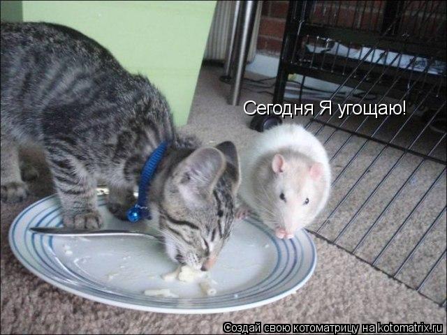 Котоматрица: Сегодня Я угощаю!