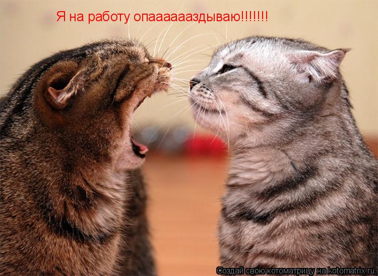 Я на работу опааааааздываю!!!!!!!... Котоматрица: Я на работу опааааааздываю!!!!!!!