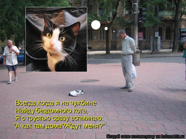 "А как там дома?Ждут меня?" Я с грустью сразу вспминаю: Найду бездомного кота, Всегда,когда я на чужб... Котоматрица: "А как там дома?Ждут меня?" Я с грустью сразу вспминаю: Найду бездомного кота, Всегда,когда я на чужбине