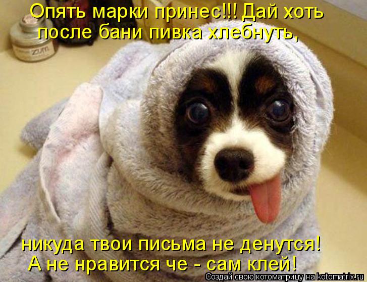 Котоматрица: Опять марки принес!!! Дай хоть после бани пивка хлебнуть, никуда твои письма не денутся! А не нравится че - сам клей!