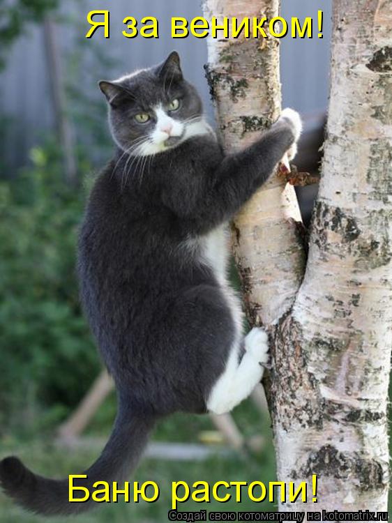 Котоматрица: Я за веником! Баню растопи!