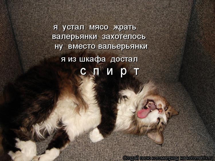Котоматрица: я  устал  мясо  жрать   валерьянки  захотелось  ну  вместо вальерьянки  я из шкафа  достал    с  п  и  р  т