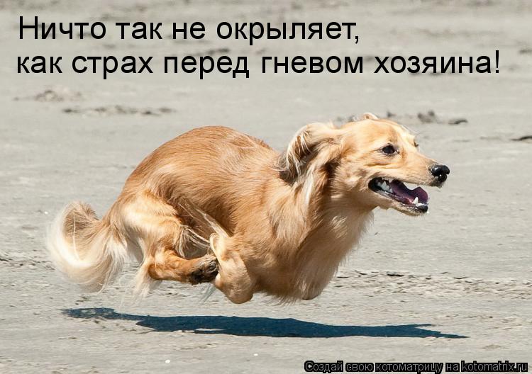 Ничто так не окрыляет, как страх перед гневом хозяина!... Котоматрица: Ничто так не окрыляет, как страх перед гневом хозяина!