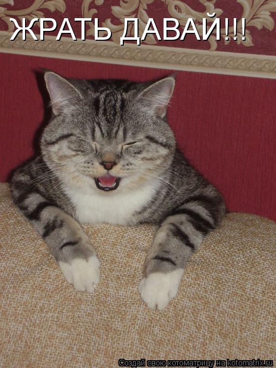 ЖРАТЬ ДАВАЙ!!!... Котоматрица: ЖРАТЬ ДАВАЙ!!!