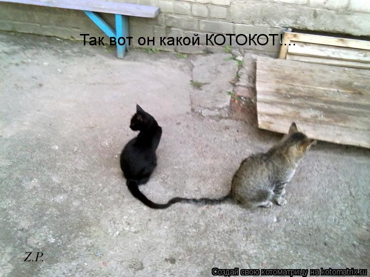 Так вот он какой КОТОКОТ!...... Котоматрица: Так вот он какой КОТОКОТ!...