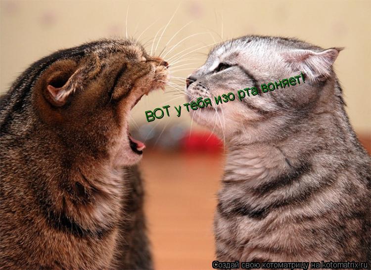 ВОТ у тебя изо рта воняет!... Котоматрица: ВОТ у тебя изо рта воняет!