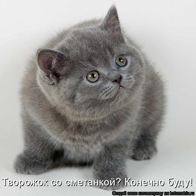 Творожок со сметанкой? Конечно буду!... Котоматрица: Творожок со сметанкой? Конечно буду!