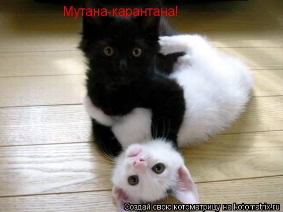 Мутана-карантана!... Котоматрица: Мутана-карантана!
