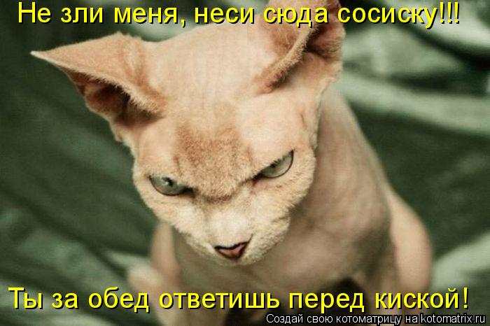 Не зли меня, неси сюда сосиску!!! Ты за обед ответишь перед киской!... Котоматрица: Не зли меня, неси сюда сосиску!!! Ты за обед ответишь перед киской!
