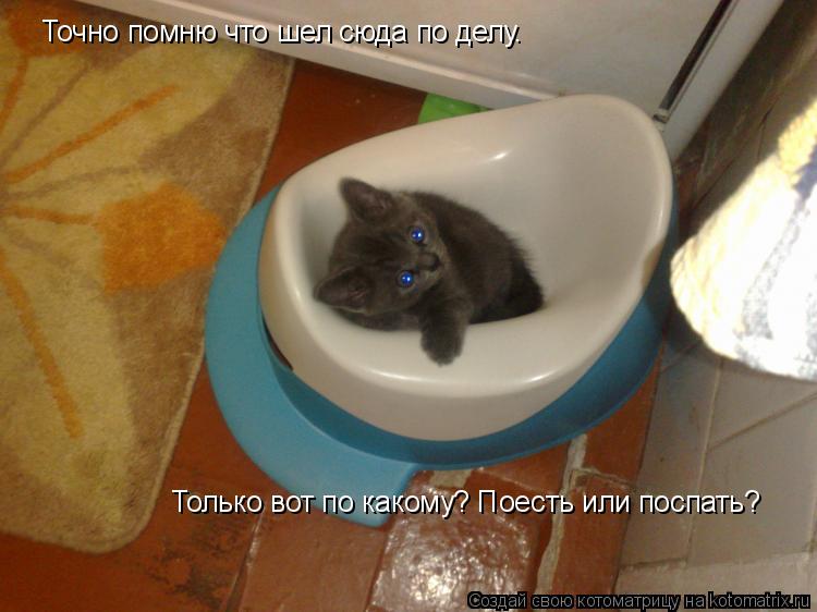 Котоматрица: Точно помню что шел сюда по делу. Только вот по какому? Поесть или поспать?