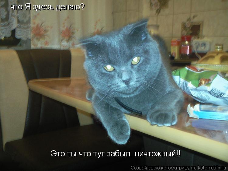 Котоматрица: что Я здесь делаю? Это ты что тут забыл, ничтожный!!