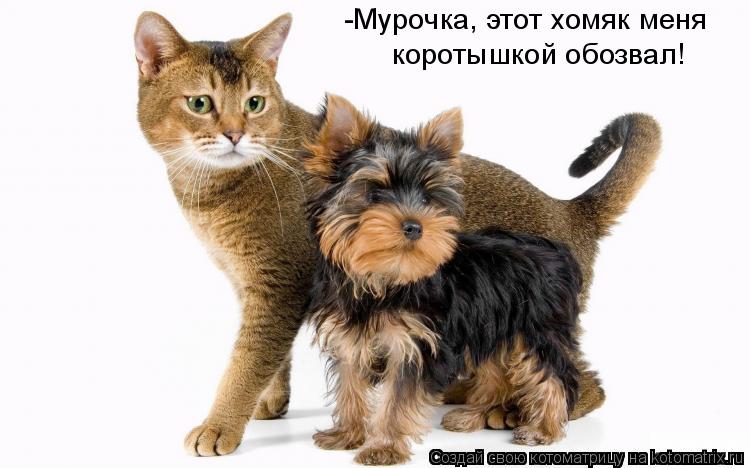 Котоматрица: коротышкой обозвал!  -Мурочка, этот хомяк меня