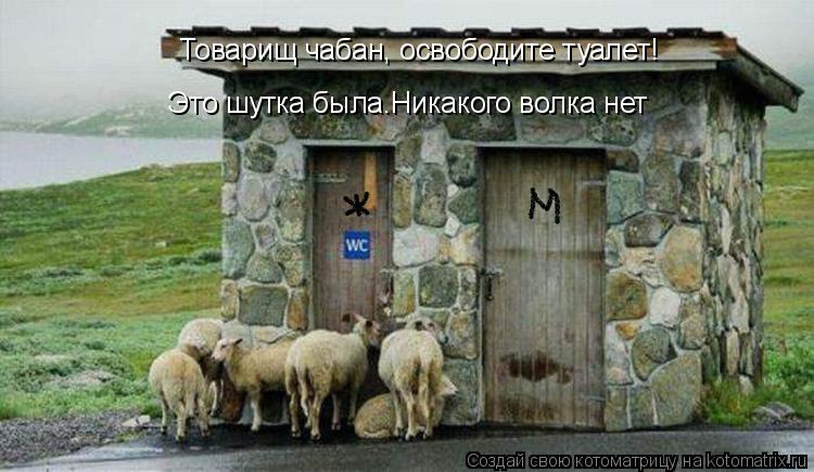 Товарищ чабан, освободите туалет! Это шутка была.Никакого волка нет... Котоматрица: Товарищ чабан, освободите туалет! Это шутка была.Никакого волка нет