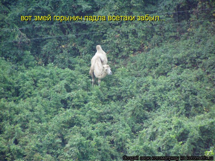Котоматрица: вот змей горынич падла всётаки забыл...