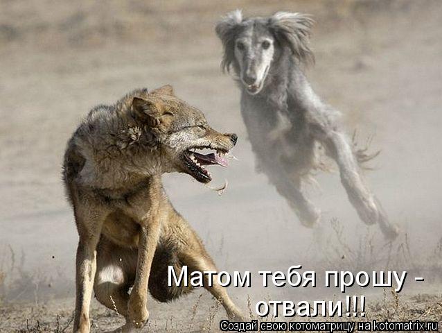 Котоматрица: Матом тебя прошу - отвали!!!