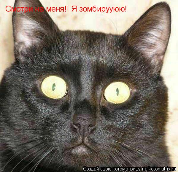 Котоматрица: Смотри на меня!! Я зомбирууюю!