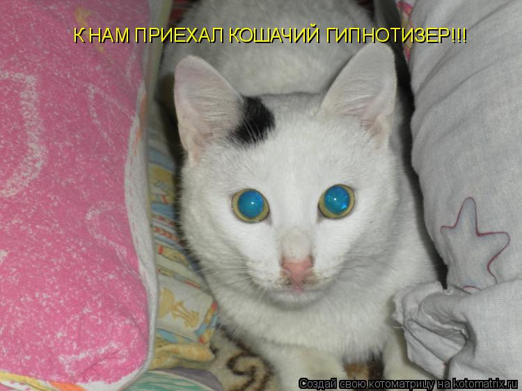 К НАМ ПРИЕХАЛ КОШАЧИЙ ГИПНОТИЗЕР!!!... Котоматрица: К НАМ ПРИЕХАЛ КОШАЧИЙ ГИПНОТИЗЕР!!!
