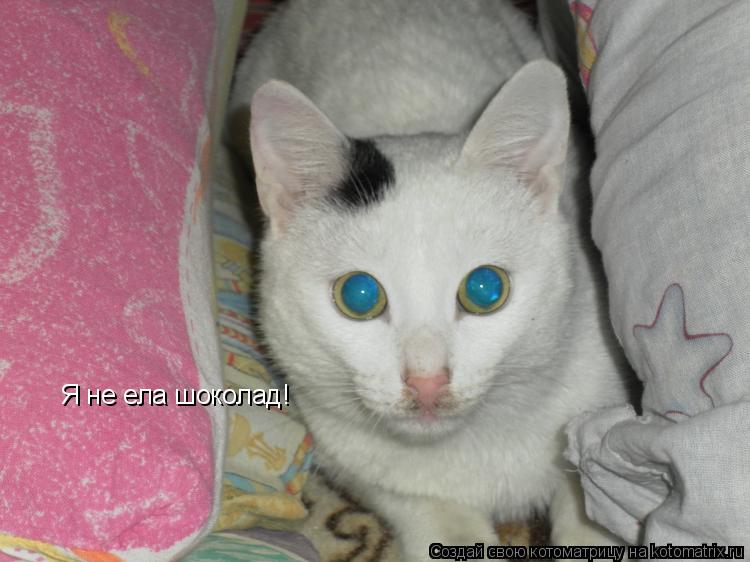 Котоматрица: Я не ела шоколад!