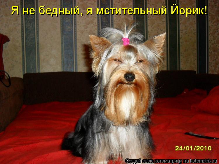 Котоматрица: Я не бедный, я мстительный Йорик!