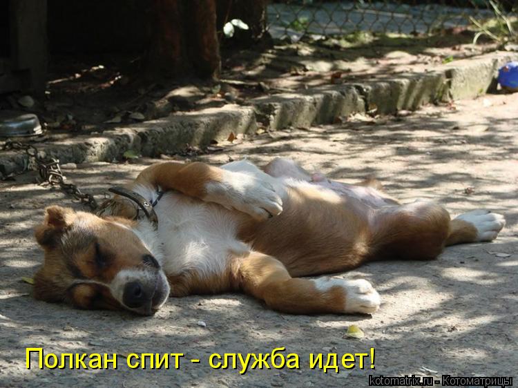 Полкан спит - служба идет!... Котоматрица: Полкан спит - служба идет!