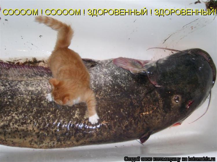 СООООМ ! СООООМ ! ЗДОРОВЕННЫЙ ! ЗДОРОВЕННЫЙ!... Котоматрица: СООООМ ! СООООМ ! ЗДОРОВЕННЫЙ ! ЗДОРОВЕННЫЙ!