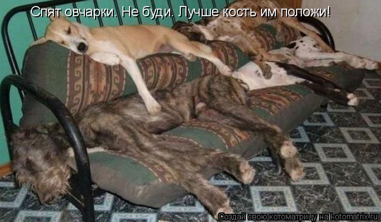 Спят овчарки. Не буди. Лучше кость им положи!... Котоматрица: Спят овчарки. Не буди. Лучше кость им положи!