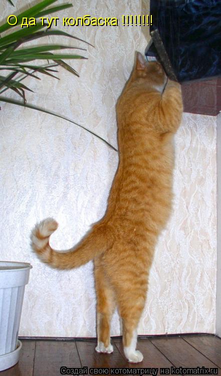 О да тут колбаска !!!!!!!!... Котоматрица: О да тут колбаска !!!!!!!!