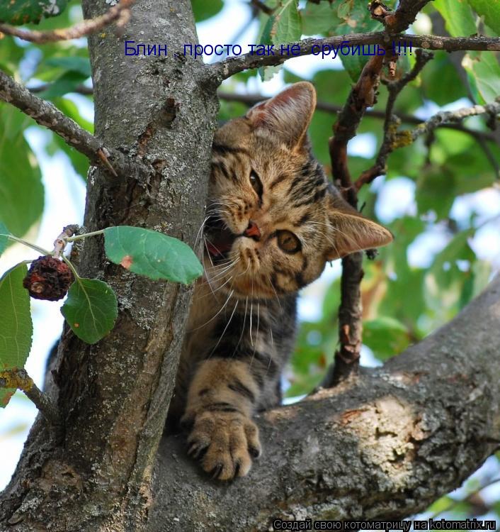 Блин , просто так не срубишь !!!!... Котоматрица: Блин , просто так не срубишь !!!!