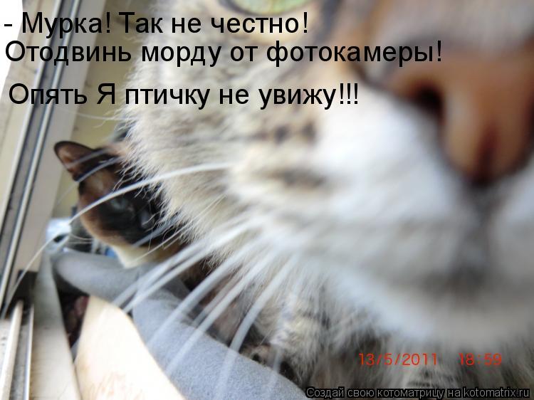 - Мурка! Так не честно! Отодвинь морду от фотокамеры! Опять Я птичку не увижу!!!... Котоматрица: - Мурка! Так не честно! Отодвинь морду от фотокамеры! Опять Я птичку не увижу!!!
